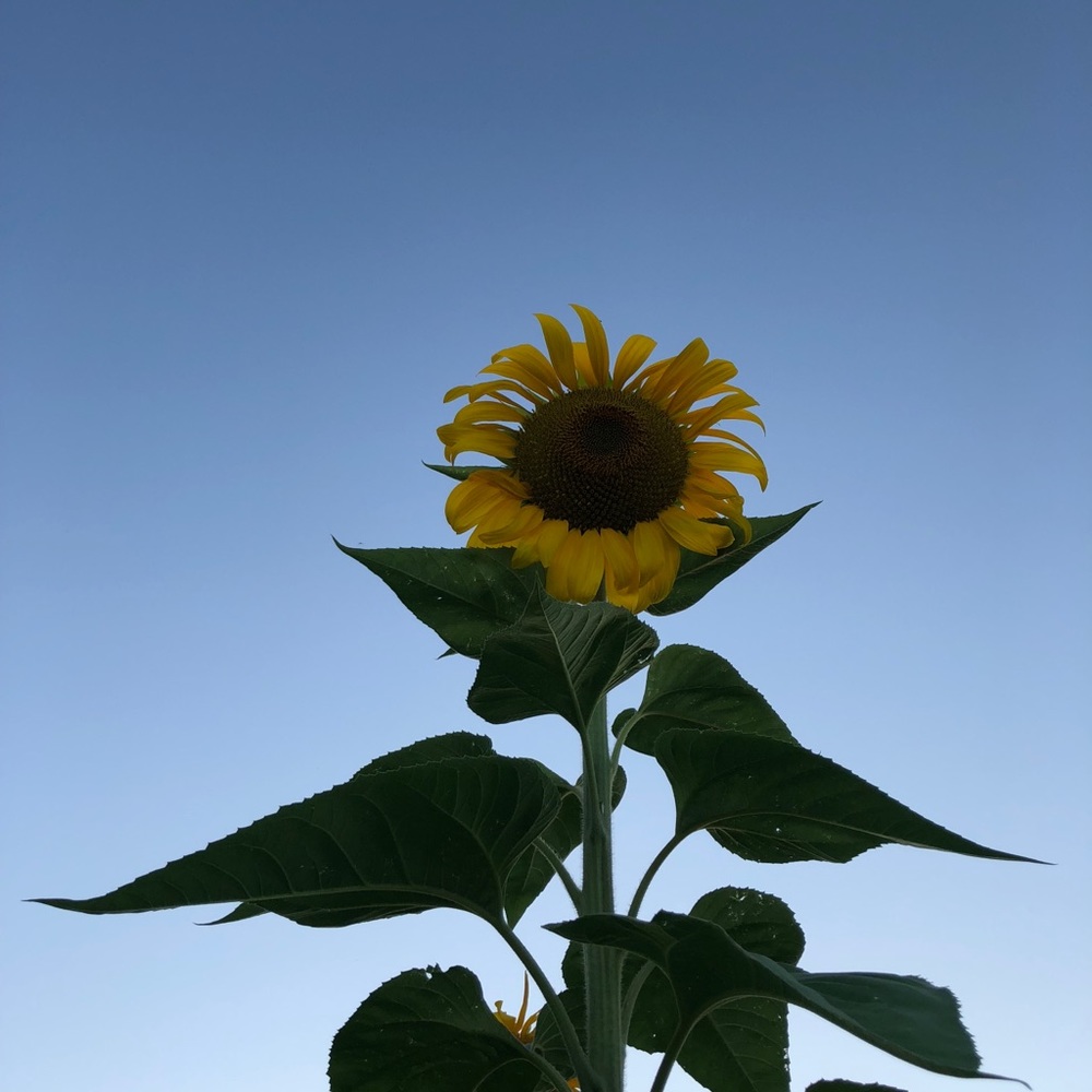 Meet your Posher, Bianca